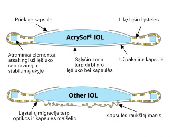 Acrysoft lęšiai geriau prisitaiko prie akies Acrysoft lęšiai geriau prisitaiko prie akies